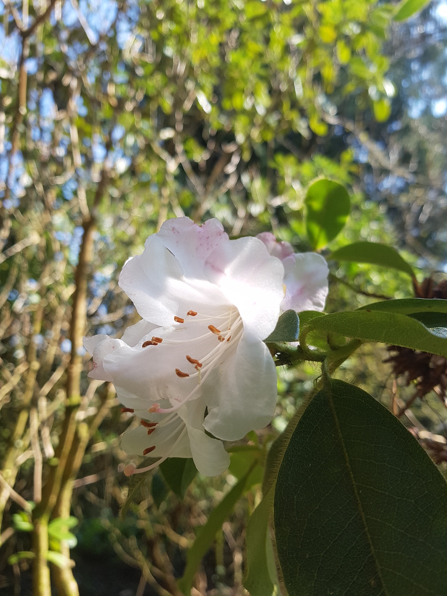 R. ciliatum